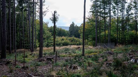 Blick in einen Wald