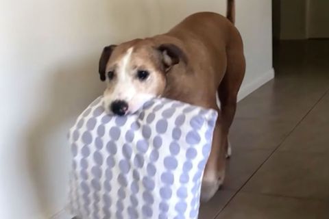 Ein braun-weißer Hund mit einem Kissen im Maul
