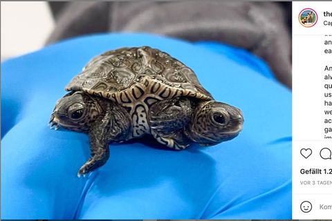 Schildkröte mit zwei Köpfen