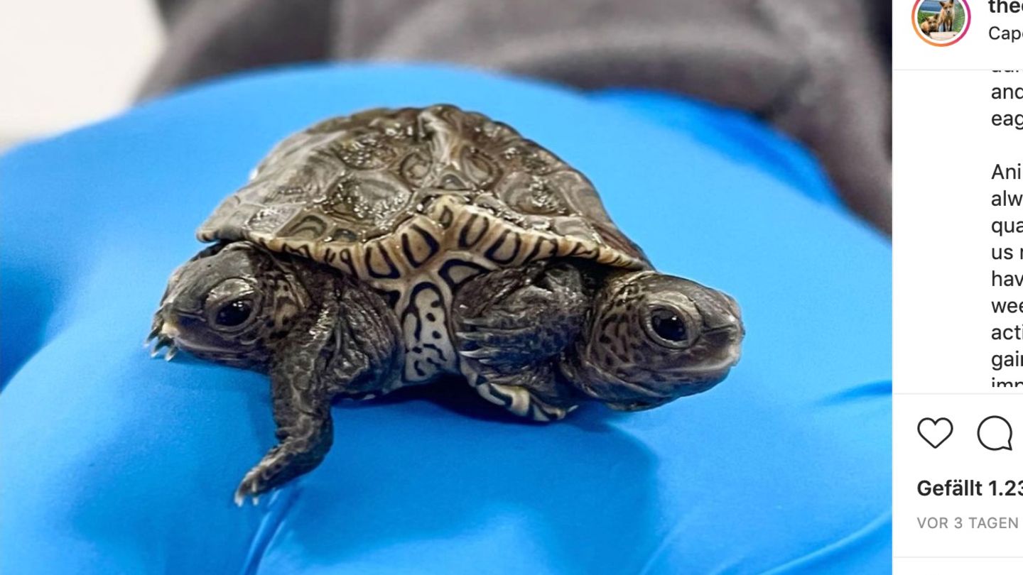 Schildkröte mit zwei Köpfen