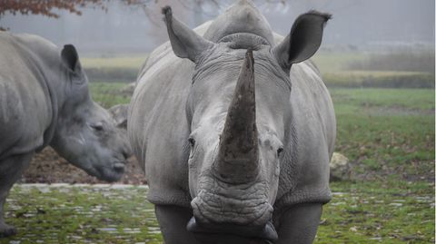 Das Nashorn "Kibibi" im Augsburger Zoo