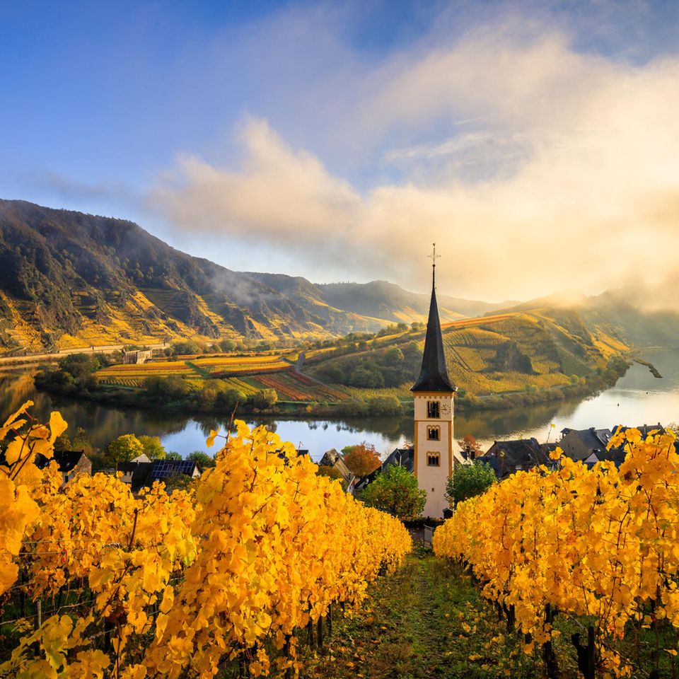 The Moselle loop, a beautiful river in Germany, makes a 180 degree loop. with vineyards and a great landscape and lighting in the morning
