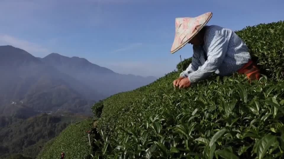 Video: Bitterer Verlust bei Teeernte: Plantagenbesitzer auf Taiwan beklagen Folgen des Klimawandels