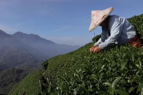 Video: Bitterer Verlust bei Teeernte: Plantagenbesitzer auf Taiwan beklagen Folgen des Klimawandels