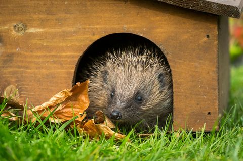 Unterschlupf für Igel