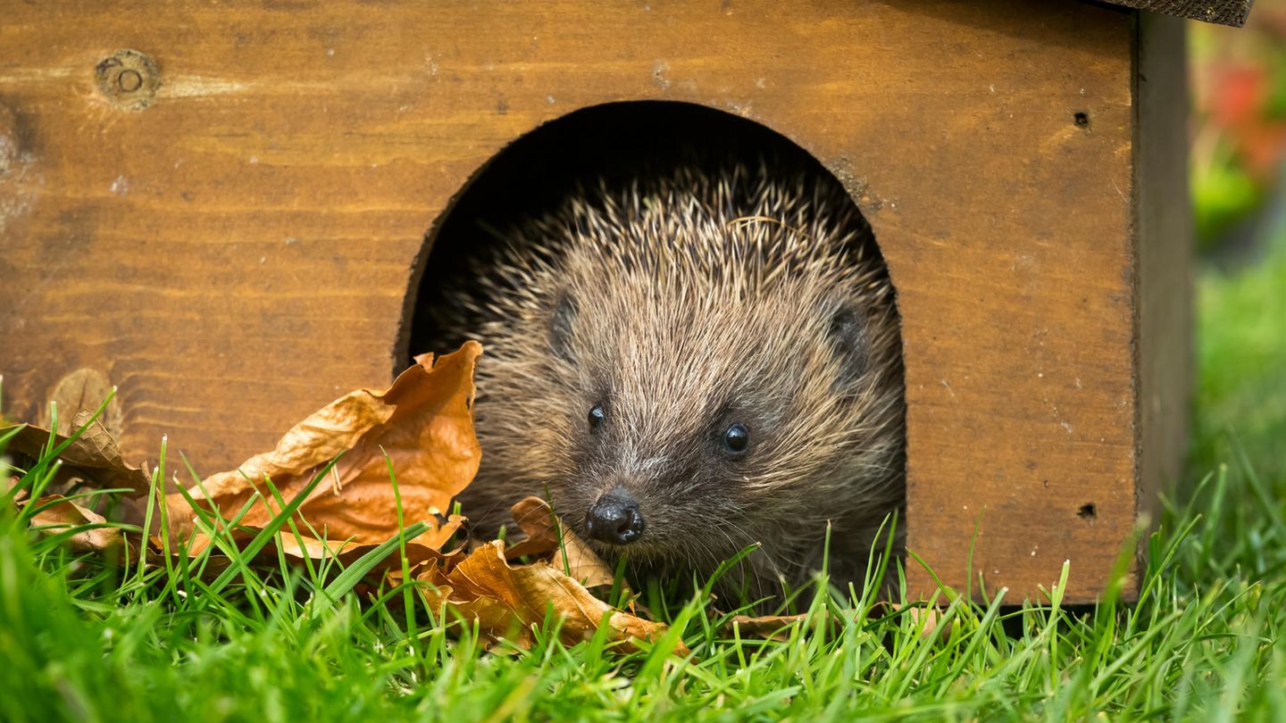 Unterschlupf für Igel