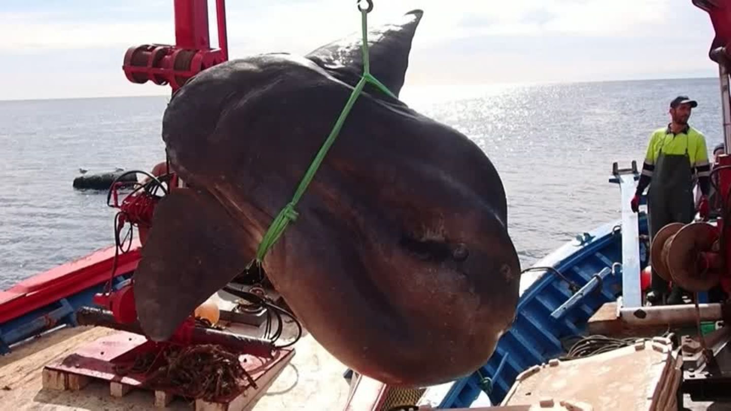 Mittelmeer: Fischer fangen riesigen Mondfisch – herbeigerufene Forscher können Glück kaum fassen