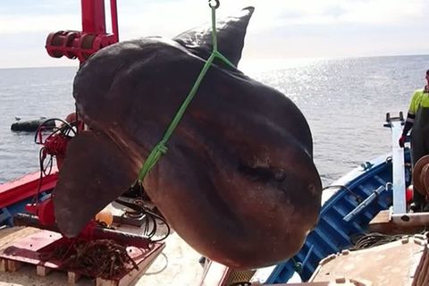 Mittelmeer: Fischer fangen riesigen Mondfisch – herbeigerufene Forscher können Glück kaum fassen