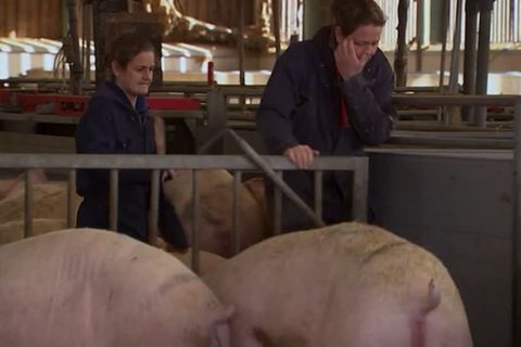 Video: Für die britischen Schweinebauern geht es um die Wurst