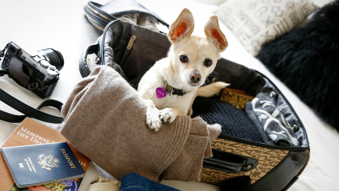 Chihuahua im Koffer