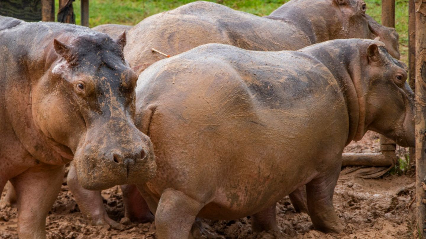 In einem Gehege stehen mehrere Flusspferde, 24 von ihnen wurden nun sterilisiert