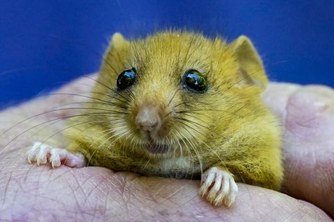 Offensichtlich nicht nur süß, sondern auch lecker: der vom Aussterben bedrohte Siebenschläfer