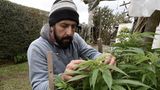 Cannabis in Uruguay