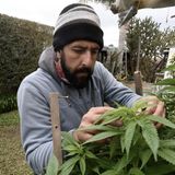 Cannabis in Uruguay