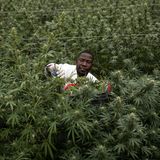 Cannabis in Uganda