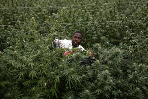 Cannabis in Uganda