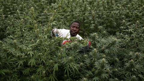 Cannabis in Uganda