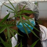 Cannabis in Südafrika