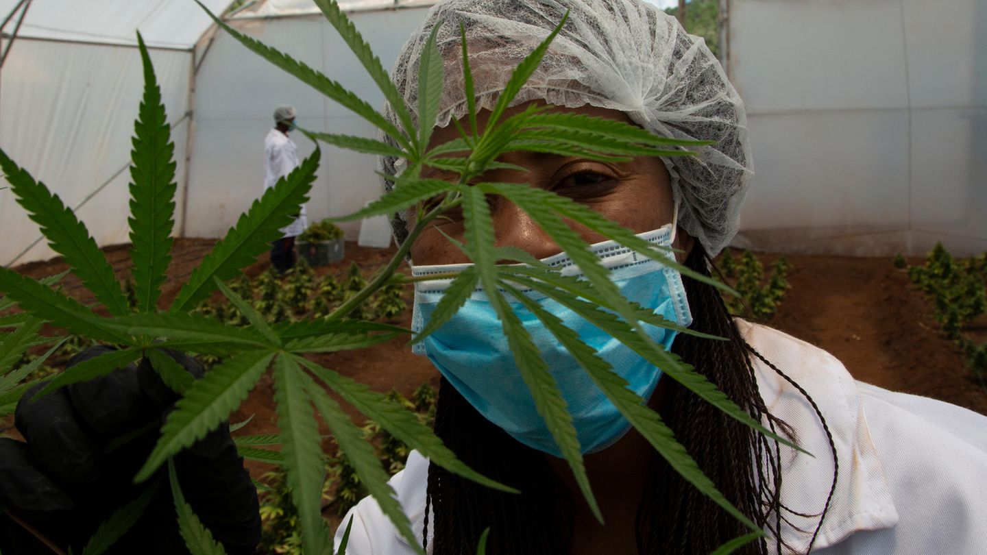 Cannabis in Südafrika