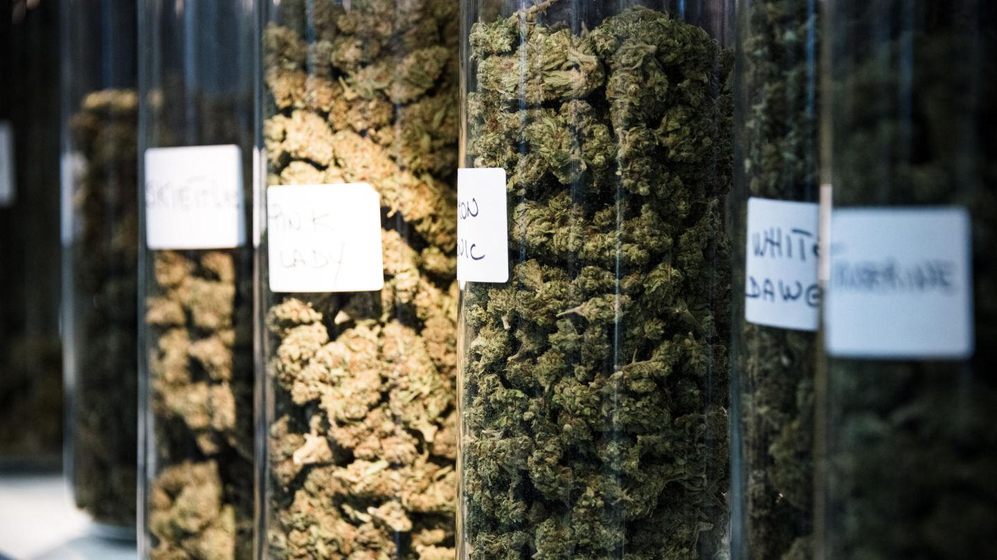 Nahaufnahme von getrockneten CBD-Blüten während der CBD Expo-Show in Paris Nahaufnahme von getrockneten CBD-Blüten während der CBD Expo-Show in Paris