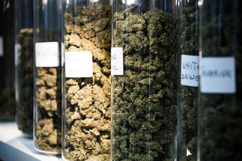 Nahaufnahme von getrockneten CBD-Blüten während der CBD Expo-Show in Paris