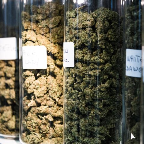 Nahaufnahme von getrockneten CBD-Blüten während der CBD Expo-Show in Paris