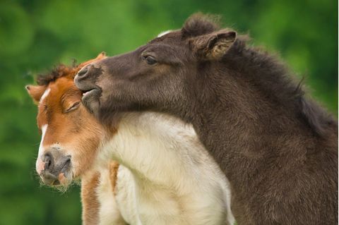 Zwei Pferde stehen schmusend auf einer Koppel