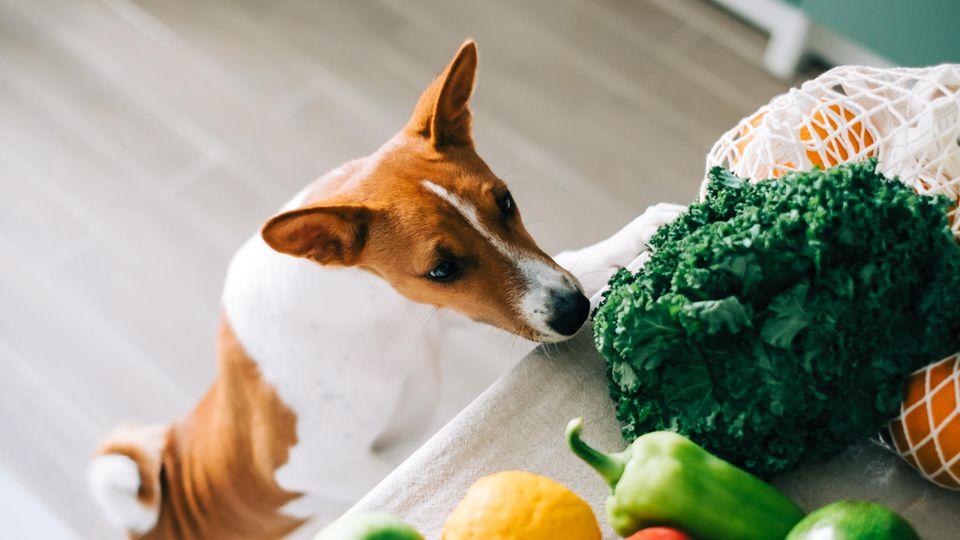 Ein Hund schnüffelt an verschiedenem Gemüse, das auf einem Tisch liegt.