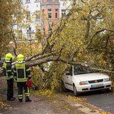 Die Berufsfeuerwehr steht bei einem umgestürtzten Baum, der über zwei Fahrzeugen liegt.