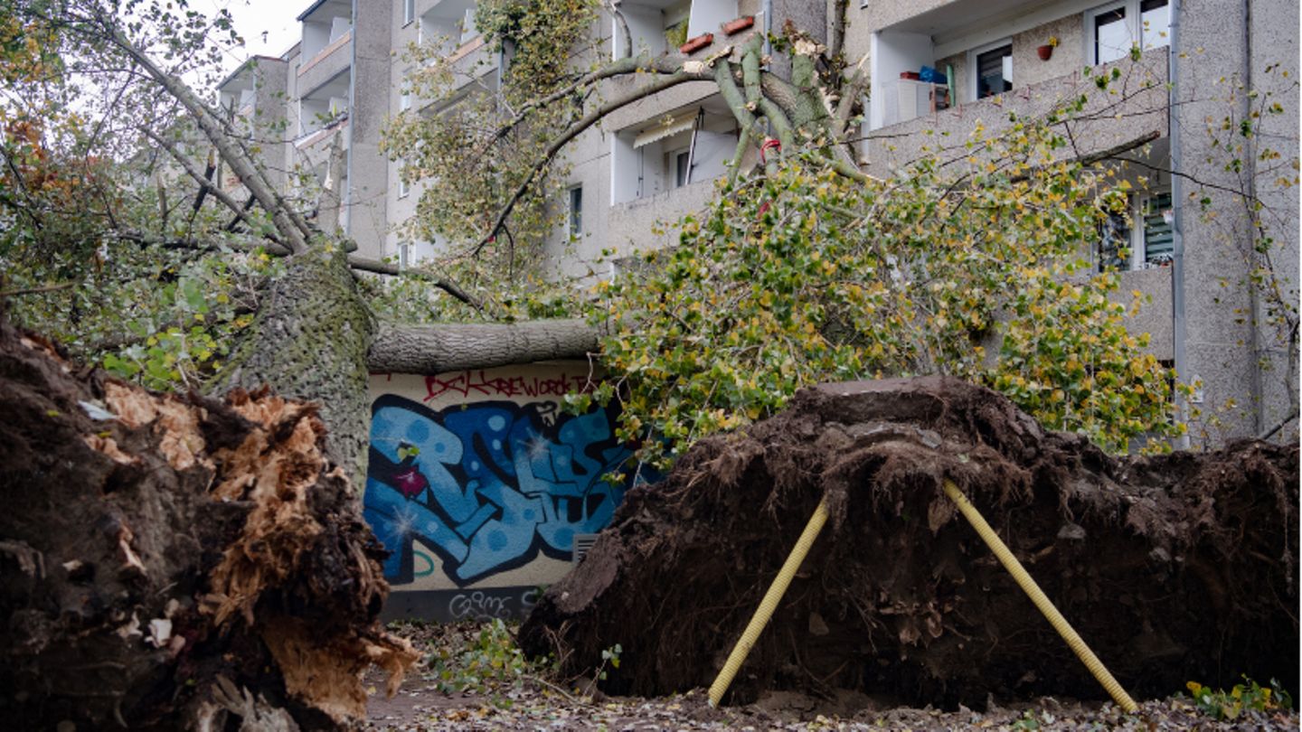 In Berlin hat der Sturm zwei große Pappeln entwurzelt