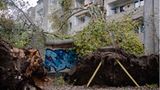In Berlin hat der Sturm zwei große Pappeln entwurzelt