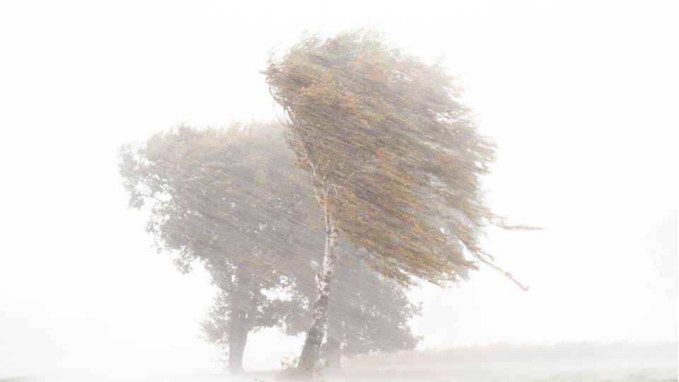 Starkregen, Hagel und starke Sturmböen ziehen über einen Feld mit Birken hinweg