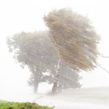 Starkregen, Hagel und starke Sturmböen ziehen über einen Feld mit Birken hinweg