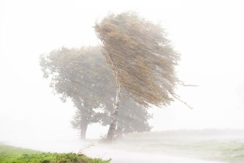 Starkregen, Hagel und starke Sturmböen ziehen über einen Feld mit Birken hinweg