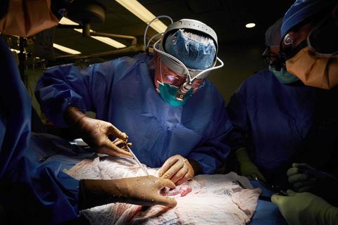 Ohne Abstoßung: Niere von Schwein zu Mensch transplantiert: Chirurg erklärt, wie das funktioniert