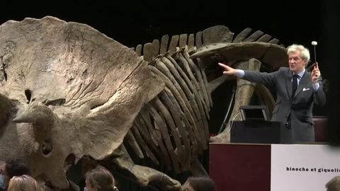 Argentinien: Unbekannter Riesensaurier entdeckt