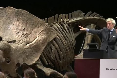Triceratops "Big John": Ein Saurier fürs Wohnzimmer? Privater Bieter zahlt Millionensumme für Dino-Skelett