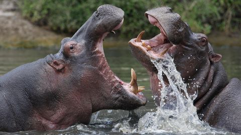 Zwei kämpfende Nilpferde im Wasser