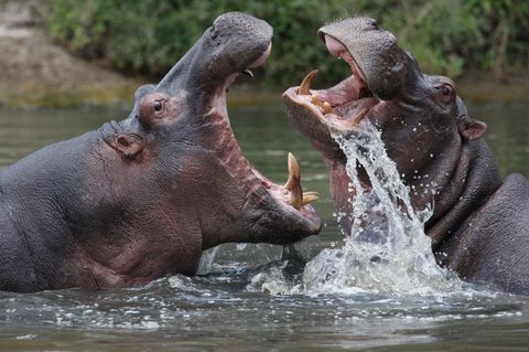 Zwei kämpfende Nilpferde im Wasser