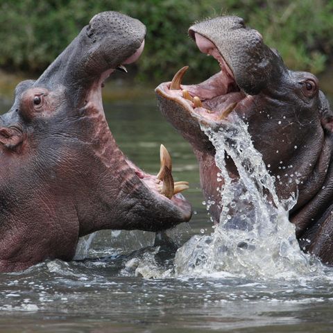 Zwei kämpfende Nilpferde im Wasser