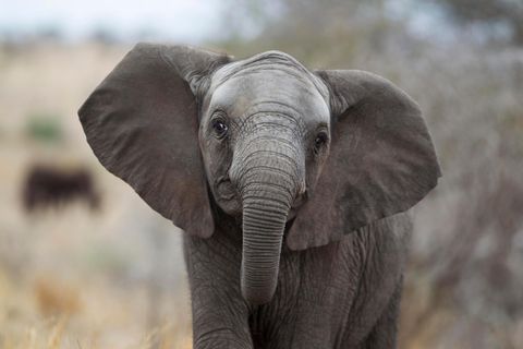 Afrikanischer Elefant ohne Stoßzähne