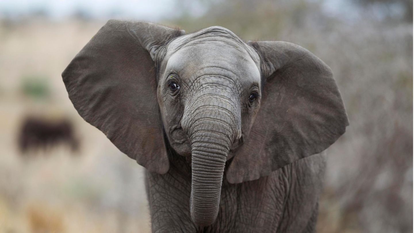 Elefante africano sin colmillos