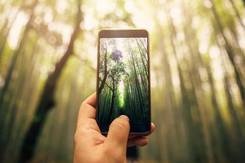 Eine Fairphone-Alternative schießt ein Foto eines Bambuswaldes.