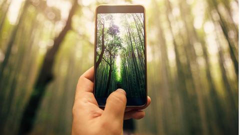 Eine Fairphone-Alternative schießt ein Foto eines Bambuswaldes.