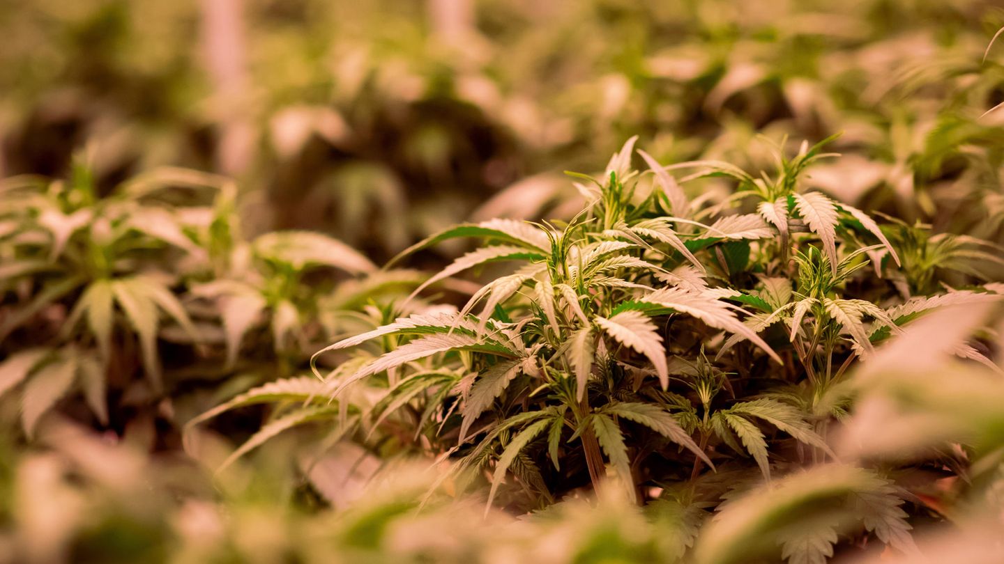 Cannabis-Anbau