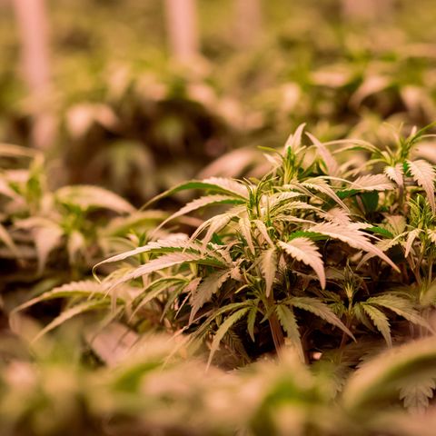Cannabis-Anbau