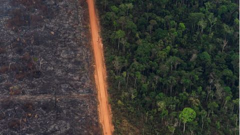 Blick auf ein Waldgebiet, in dem der linke Teil des Waldes durch Waldbrände komplett zerstört wurde