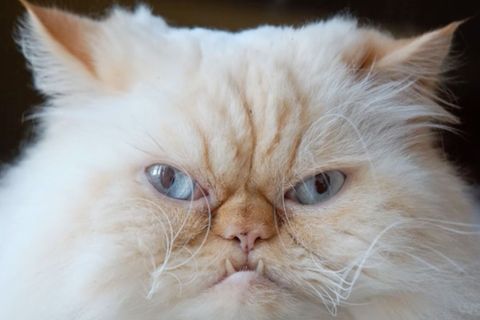 Nahaufnahme einer Katze, die böse guckt