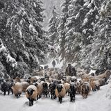 Return to the Village