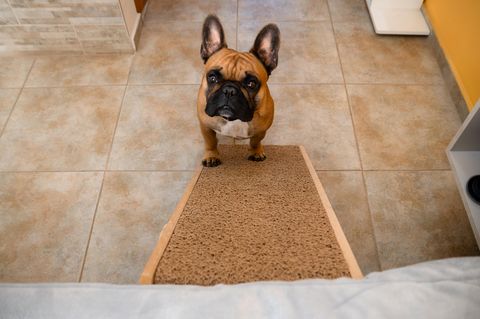 Ein Hund sitzt auf einer Hunderampe am Bettrand